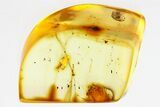 Detailed Fossil Ant (Formicidae) with Spider Webs in Baltic Amber #307708-1